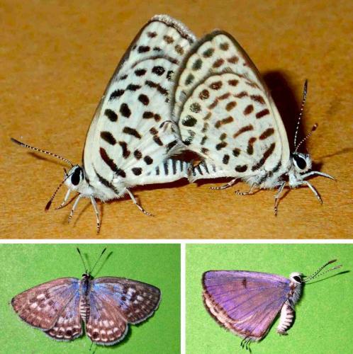 Tarucus callinara